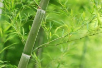 Bamboo Bokeh by Steve Webel
