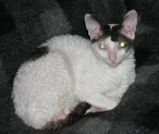 Scooter on couch