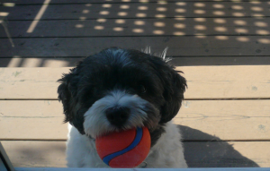 Mick with ball on deck