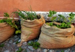 Urban Agriculture by Qtea