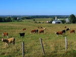 Grazing cows by Alex Thomson