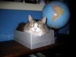 Cat in box by Kerry Vaughan