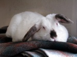 Rabbit by Audrey