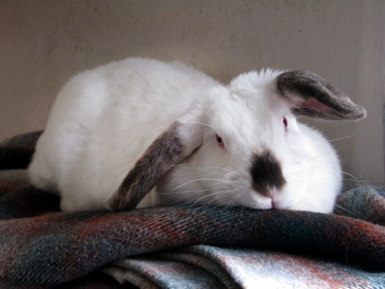 Rabbit by Audrey