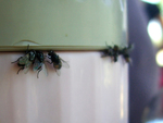 Flies Loving Food by Alpha