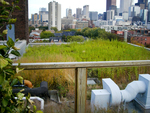 Green Roof by Dreamymo