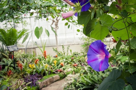 In full bloom