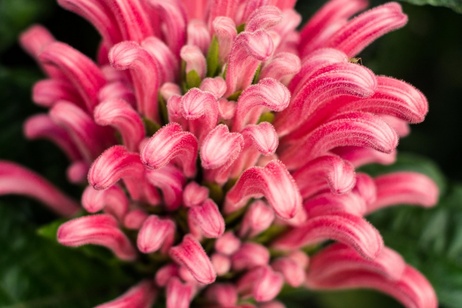 Macro Photography Allan Gardens