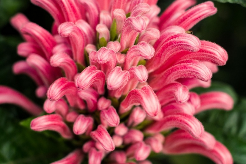 Macro Photography Allan Gardens