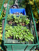 City Seed Farms4