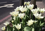 Guerrilla Gardening