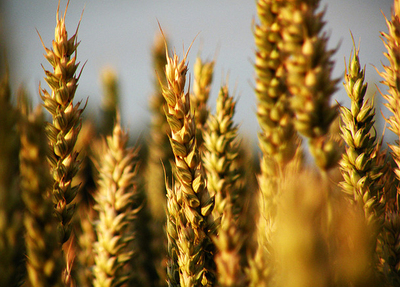 Grain by Frapestaartje