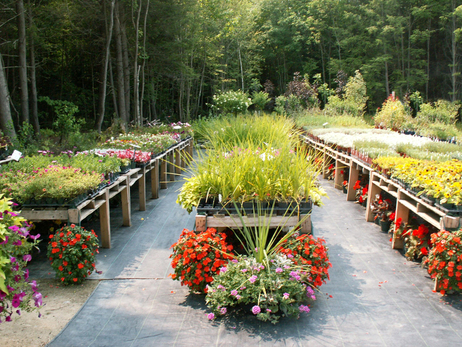 Fern Forest Gardens
