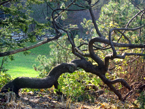 Forest gardening by Anthony Easto 2