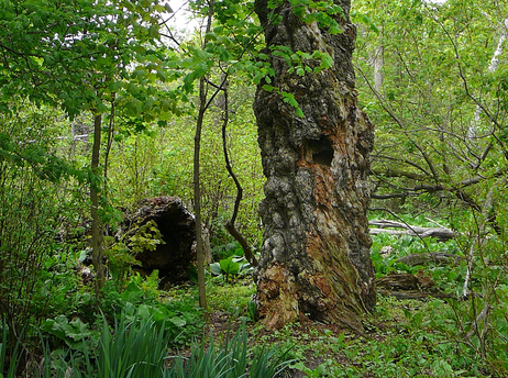 Old tree by Steve Harris