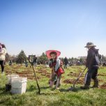 Little-girl-digging-and-planting-trees