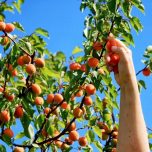 Apricots-On-A-Tree