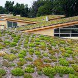 Green-Roof-by-Arlington-County