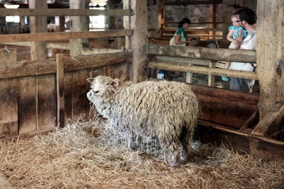 Riverdale animal farm