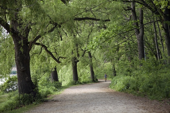 Forrest trails used for jogging
