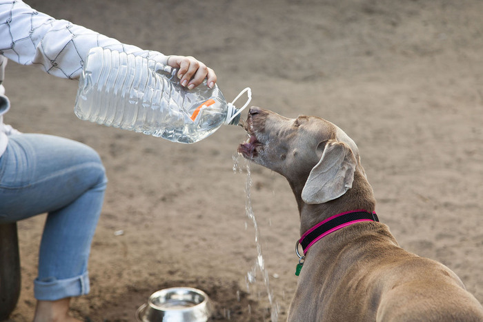 Dog drinking