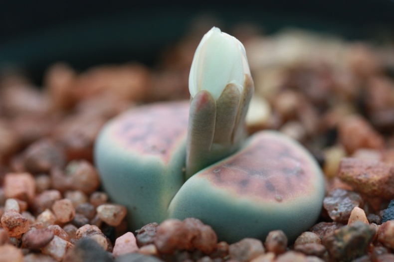 Living Stones by Andesine
