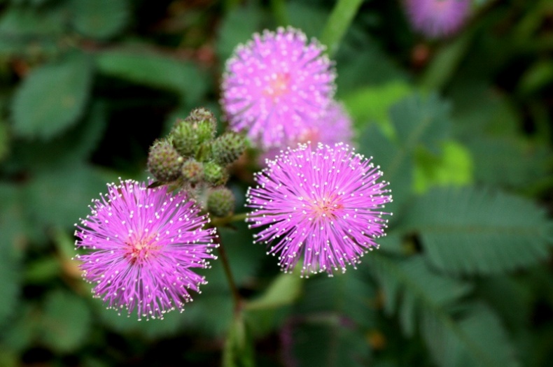 Sensitive Plant by Thomas Brown
