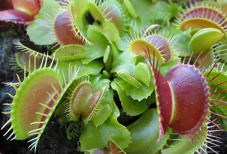 Venus Flytrap by Jason