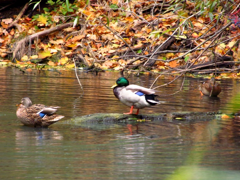Mallard ducks in the beltline pond near Mud Creek  Females are brown with a blue or purple bar on their wings  Males are brown and white with a metallic green head