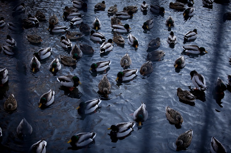 Ducks in pond