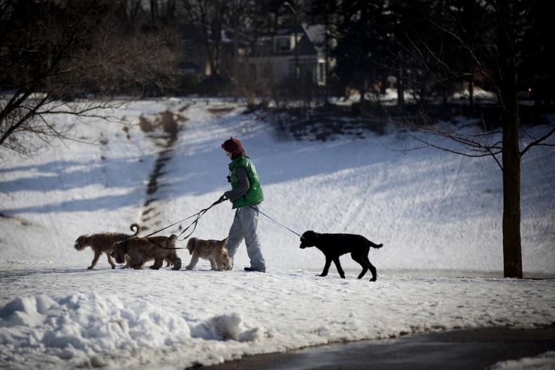Woman walking dogs in park