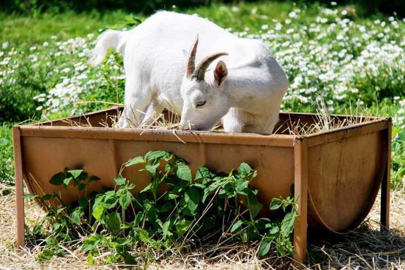 White Goat at Andrews Scenic Acres Farm