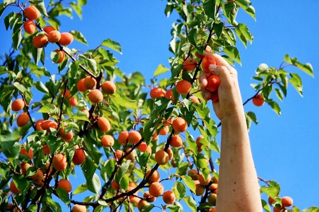 Pick Your Own Fruit at Cherry Avenue Farms!