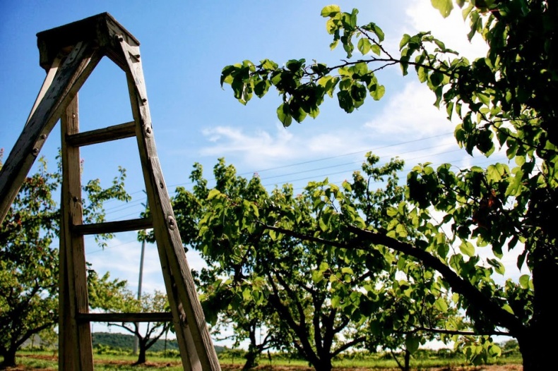 Pick Your Own Fruit at Cherry Avenue Farms!