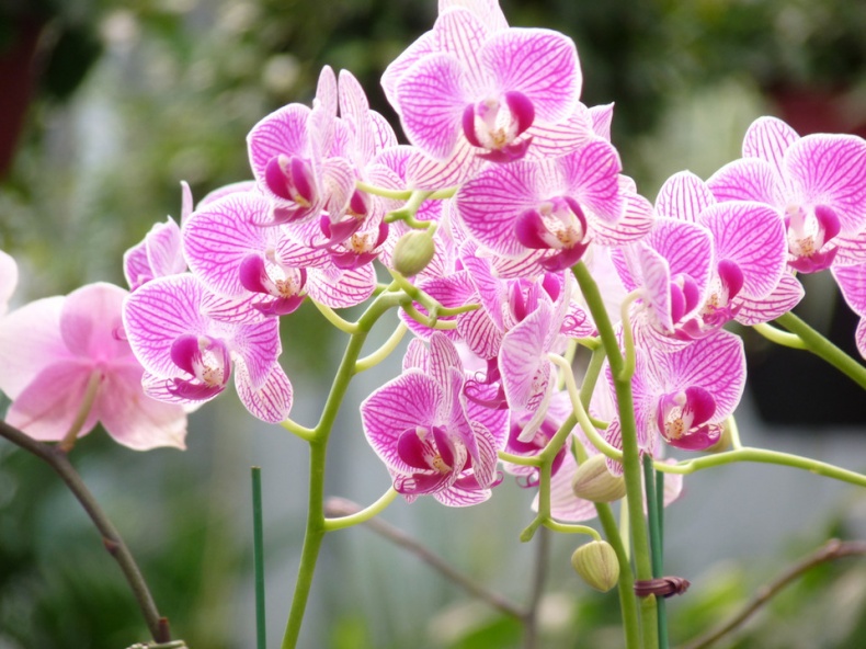 Orchids by Virginia Sanderson
