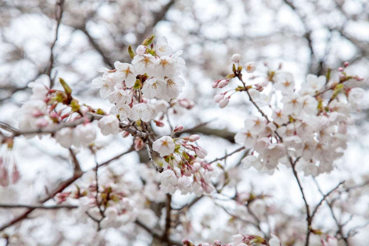 sakura bloom
