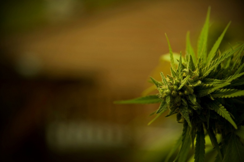 Weed by Marc Fuya